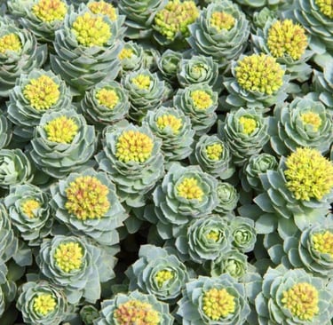 Rhodiola Rosea em Cápsulas: O Que É, Para Que Serve e Benefícios do Suplemento