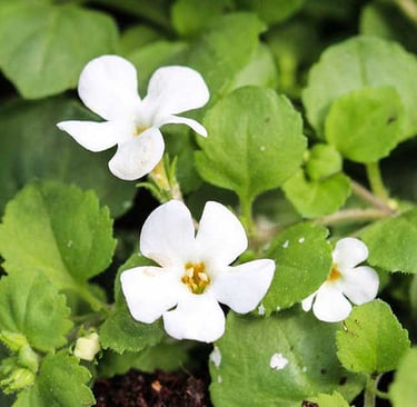 Bacopa Monnieri: O Que é, Para Que Serve e Benefícios