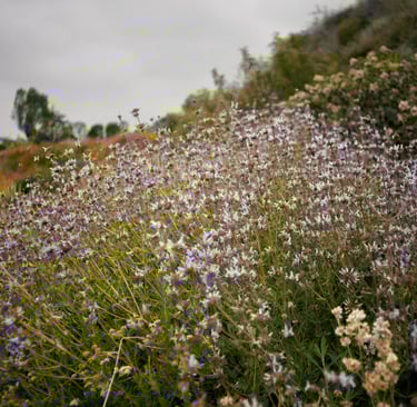 bees diligently working among the vibrant flowers