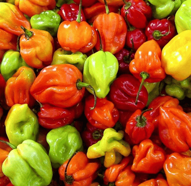 piment scotch bonnet pepper