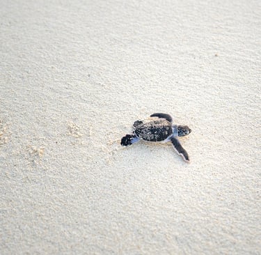 Green Sea Turtle, Entrecasteaux