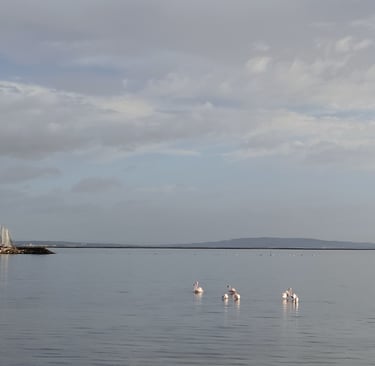 Flamingos on Etang du Thau