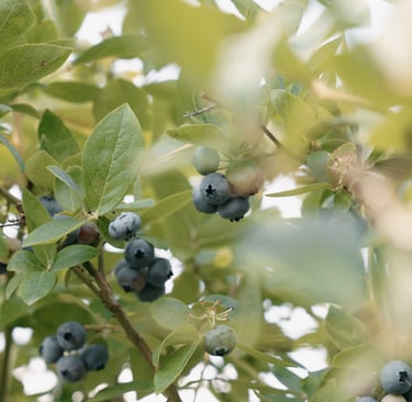 Šilauogių krūmas kieme