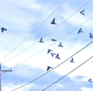 Many pigeons flying to land on a telephone wire against a blue sky