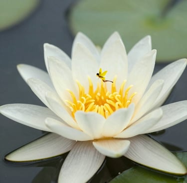 black blue and yellow textile