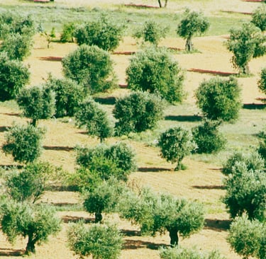 Foto eines Olivenhains in Spanien. Große Olivenbäume voller grüner und schwarzer Oliven. Dies sind unsere authentischen und t