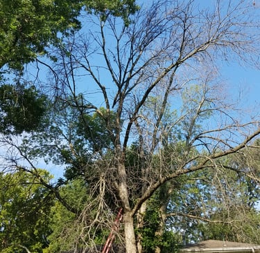 Beginning  of dead elm tree removal. Tree was located in Kansas city Kansas one of three photos