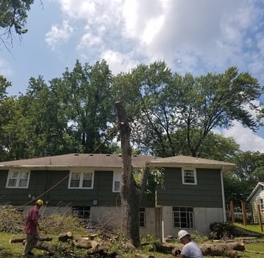 Removing trunk of dead elm in Kansas city Kansas three of three
