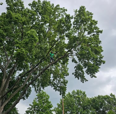 Professional arborist using safety ropes for tree trimming and pruning high in a large green oak tree.