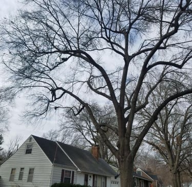 Trimming out dead wood from large Elm tree in Olathe Kansas 