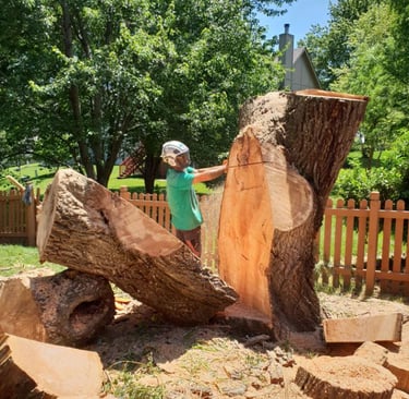 Tree removal in Shawnee Kansas willow tree decay 