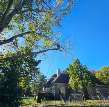 Professional arborist trimming high tree branches above a residential home for safe tree removal services.