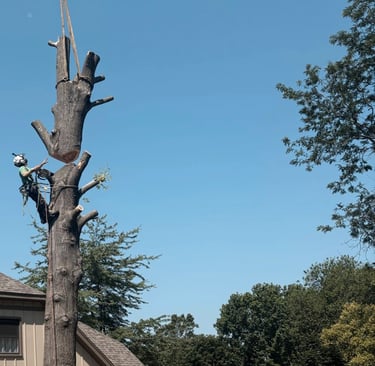 Professional arborist using a crane and chainsaw for safe residential tree removal service.