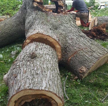 Large Maple removal in Overland Park Kansas Tree was removed because of storm damage