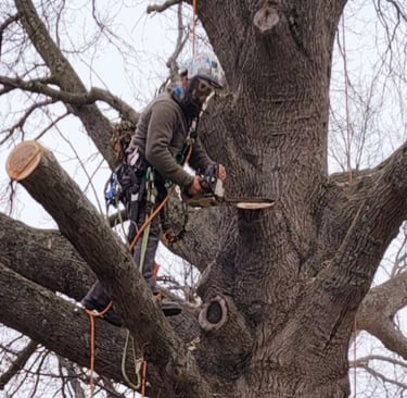 Professional arborist using a chainsaw to prune high branches of a large oak tree.