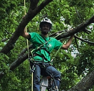 Professional arborist in safety gear climbing a tall oak tree for pruning and maintenance.