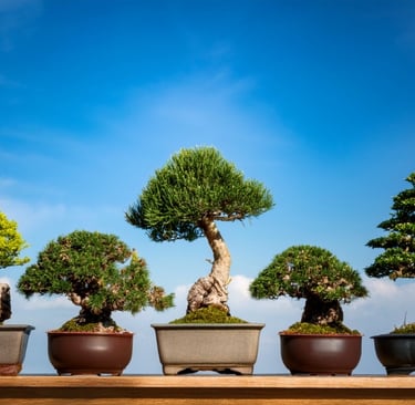 5 beautiful bonsai against blue sky