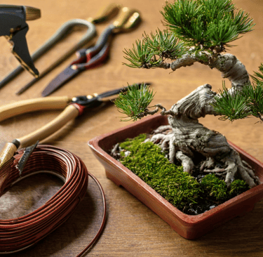 bonsai tools on table top