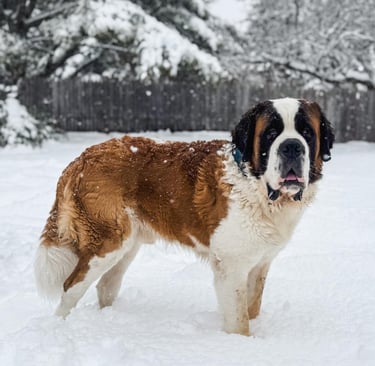 AKC Crooked River's Gunther - Saint Bernard