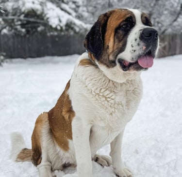 Saint Bernard puppies