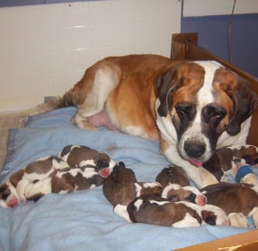 Saint Bernard puppies