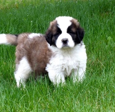 Saint Bernard puppy