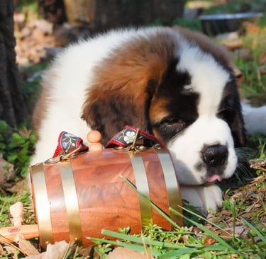 Saint Bernard puppies