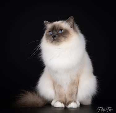 Blåmasket Hellig Birma | Supreme Champion Tin May av Ontario