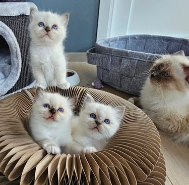 Hellig Birma kattunger blåmasket brunmasket GIC Gaustatoppens Lady Jessica Rose Admiral Gyldenløve