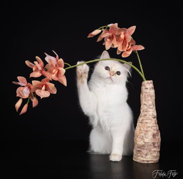 Blåskilpaddemasket Hellig Birma | Champion Junior Champion Kitten Champio SE*Borgvikens Ruby Tuesday