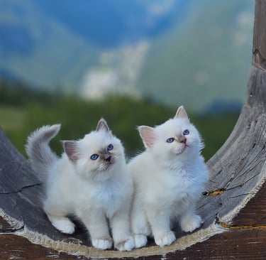 Hellig Birma kattunger på Gausta NO*Gaustatoppens Champagne Rose of May og Lavender Grace of May