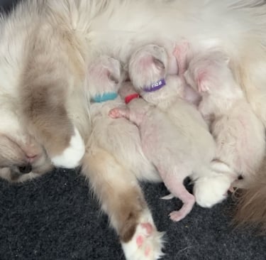 Mamma med fire nyfødte Herllig Birma kattunger 