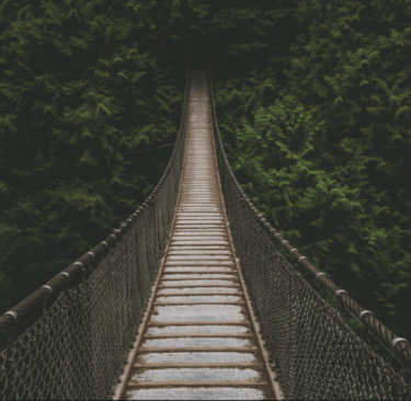 a suspension bridge over a river in a forest
