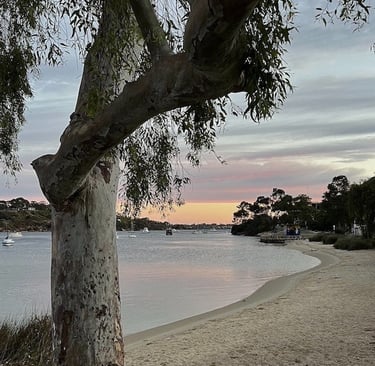 tree by the side of the river at sunrise