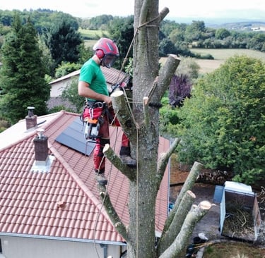 élagueur encordé dans un arbre 