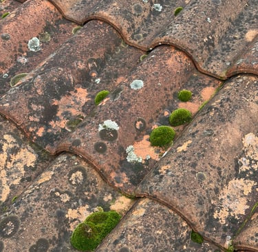 Gros plan d'une toiture en tuiles de terre cuite présentant des mousses et des lichens.