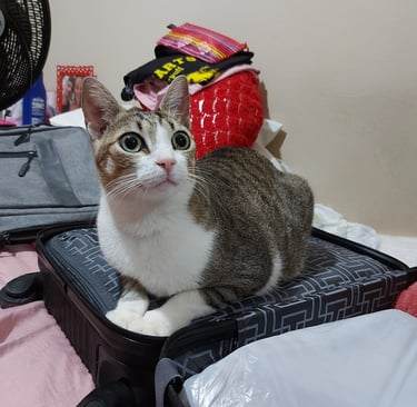 Montagem de mala. Infelizmente a companhia aérea proibiu o despacho do gato.