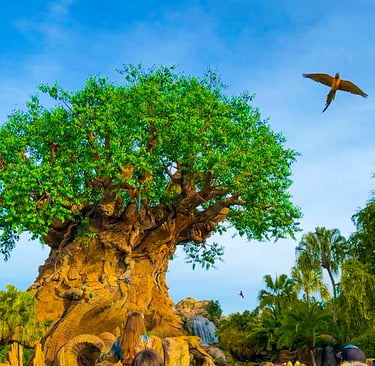 parque disney animal kingdom