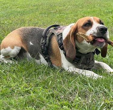 80040 casa vacanze. Guida al pet-friendly perfetto