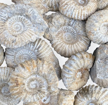 Agadir Ammonites from Morocco