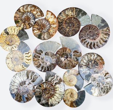 Madagascan Clioceras Ammonites Split Pairs