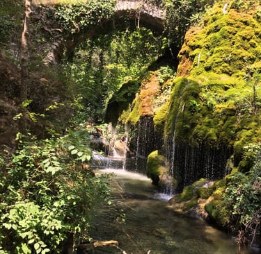 Oasi capelli di venere