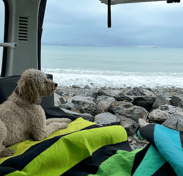 Dog in camper van looking out to sea