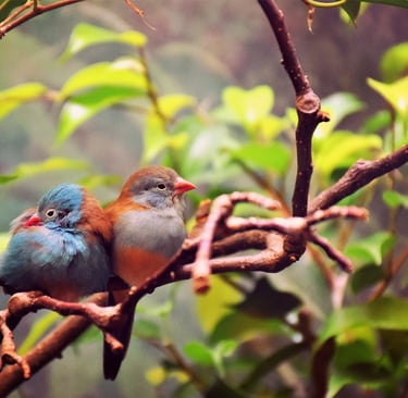 Photo : D. Dimitrova. Pourquoi la joie n'est pas un luxe, mais une boussole stratégique