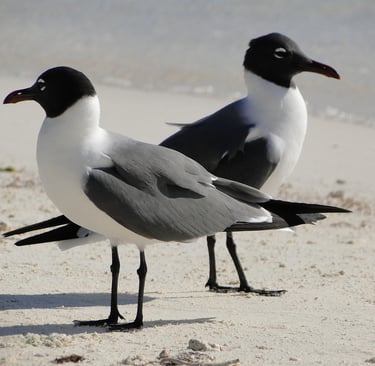 Conflit : deux vérités dos à dos