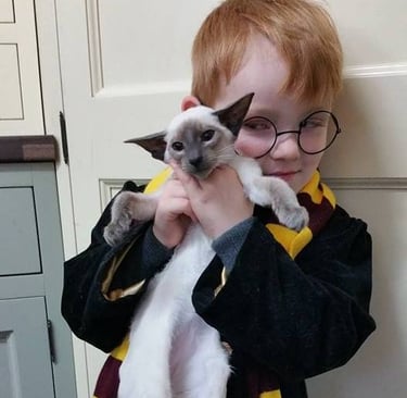 one of our previous kittens in the Nystala Cats Nursery 