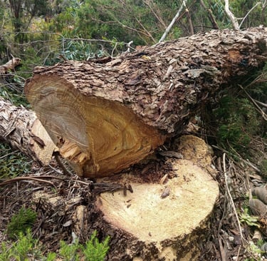 a tree that has been cut down and is being taken apart