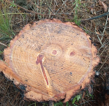 a tree stump stump with a smiley face on it
