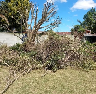 a tree that has been cut down and is in the grass