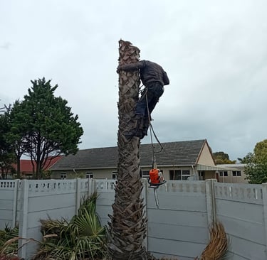 a man is climbing up a palm tree